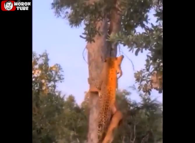 Video :A leopard hides on a branch with its exquisite prey